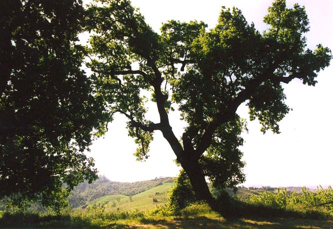 Quercia secolare