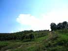 vigneto sangiovese
