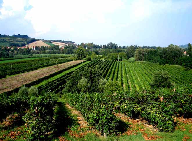 vigneto cabernet