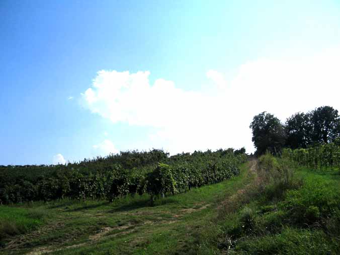 vigneto sangiovese